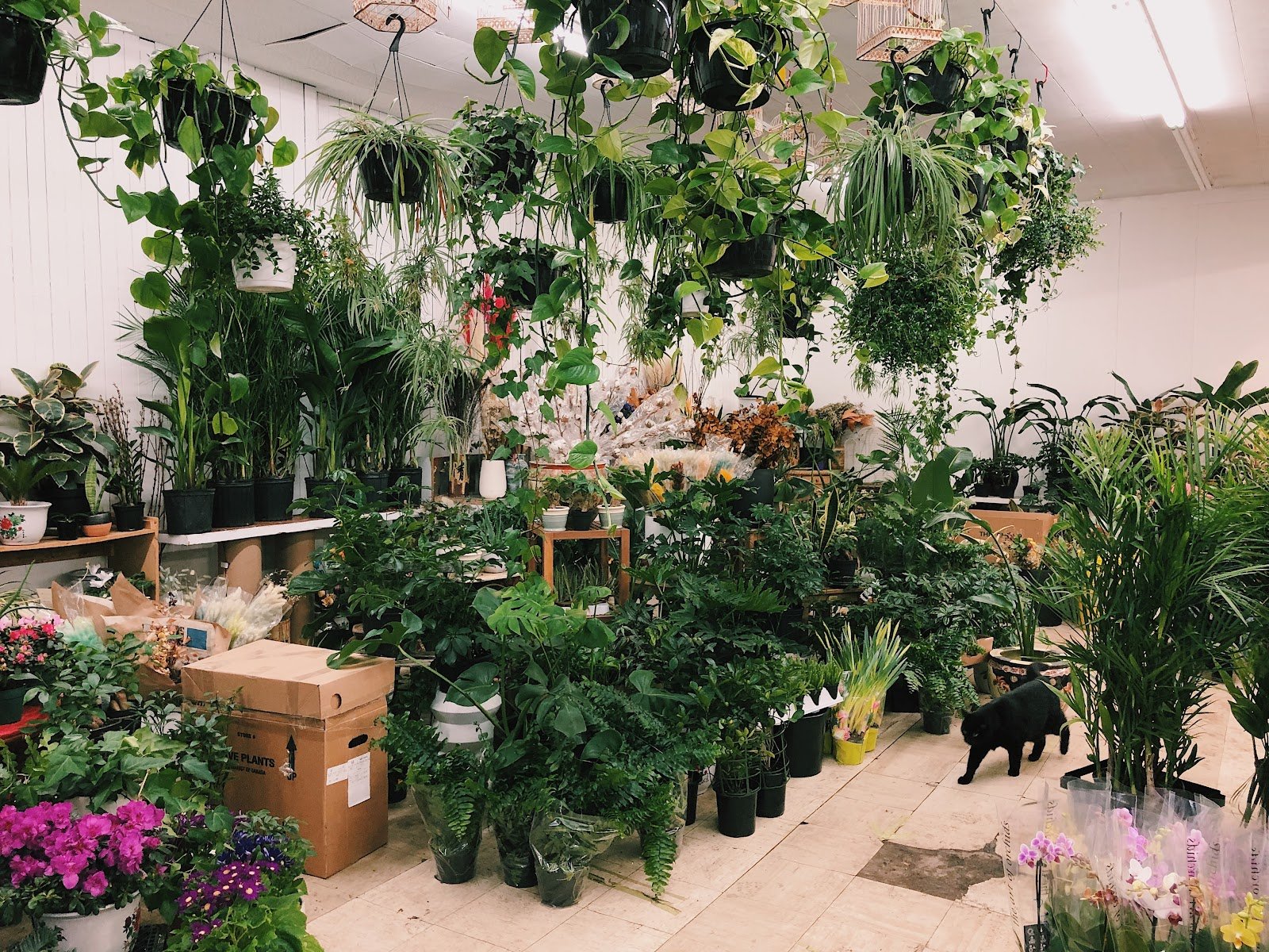 Intérieur de la boutique, véritable jungle de plantes vertes et de fleurs.